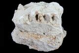 Hyracodon (Running Rhino) Jaw Section - South Dakota #81574-2